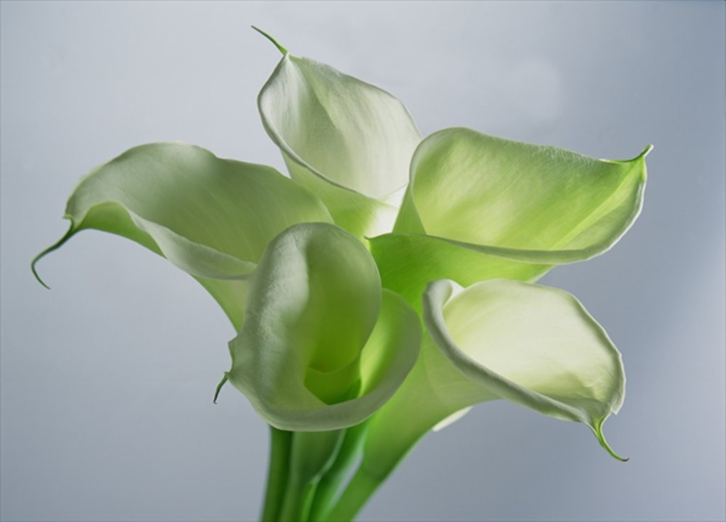 Detail of Four Arum Lilies, 1999 by Norman Hollands