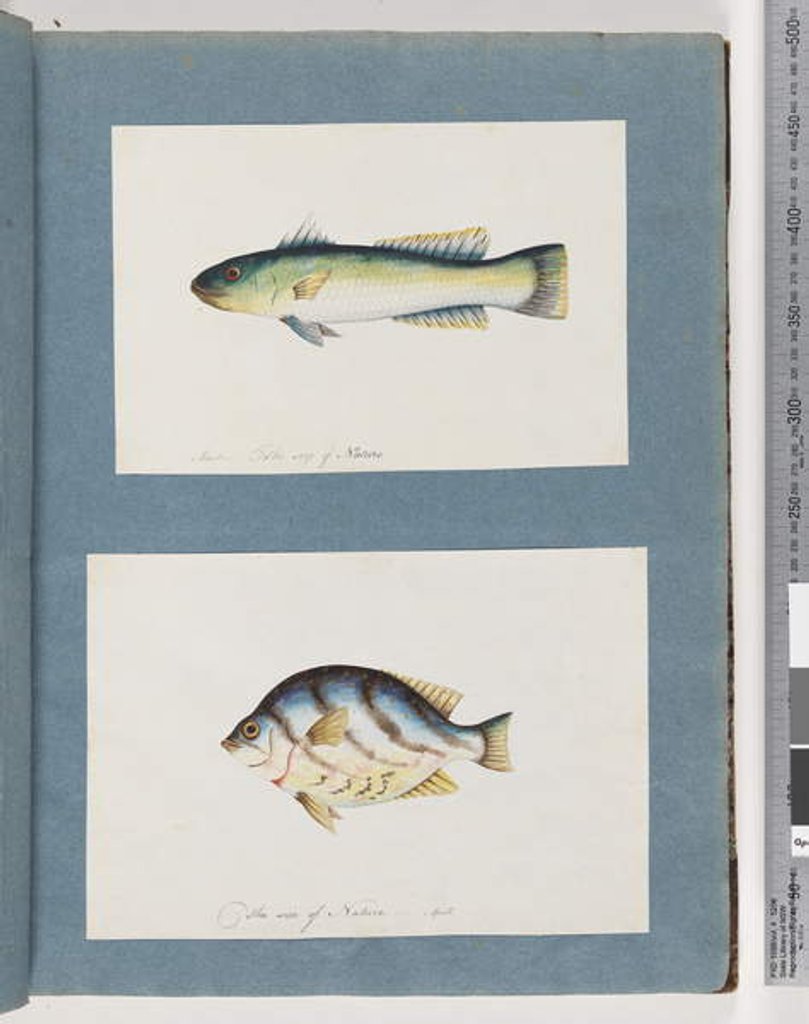 Detail of Page 15. Unidentified fish 16. Unidentified fish by Unknown artist