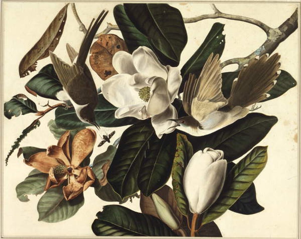 Detail of Black-billed cuckoo, 1822 by John James Audubon