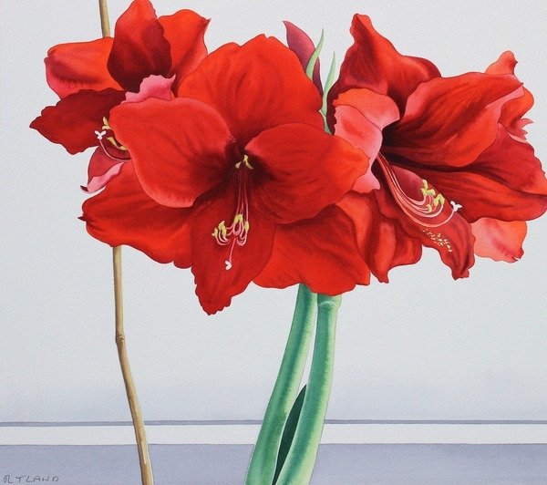 Detail of Red Amaryllis, 2016 by Christopher Ryland