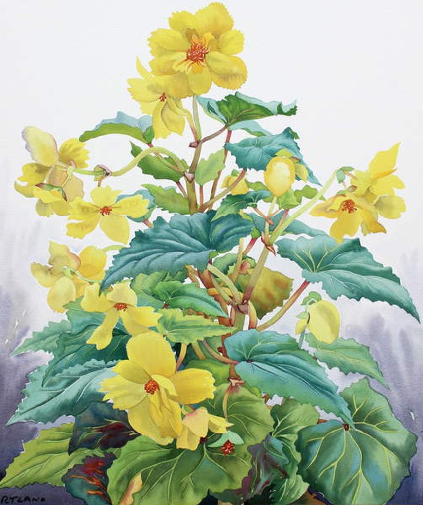 Detail of Yellow Begonia 2, 2019 by Christopher Ryland