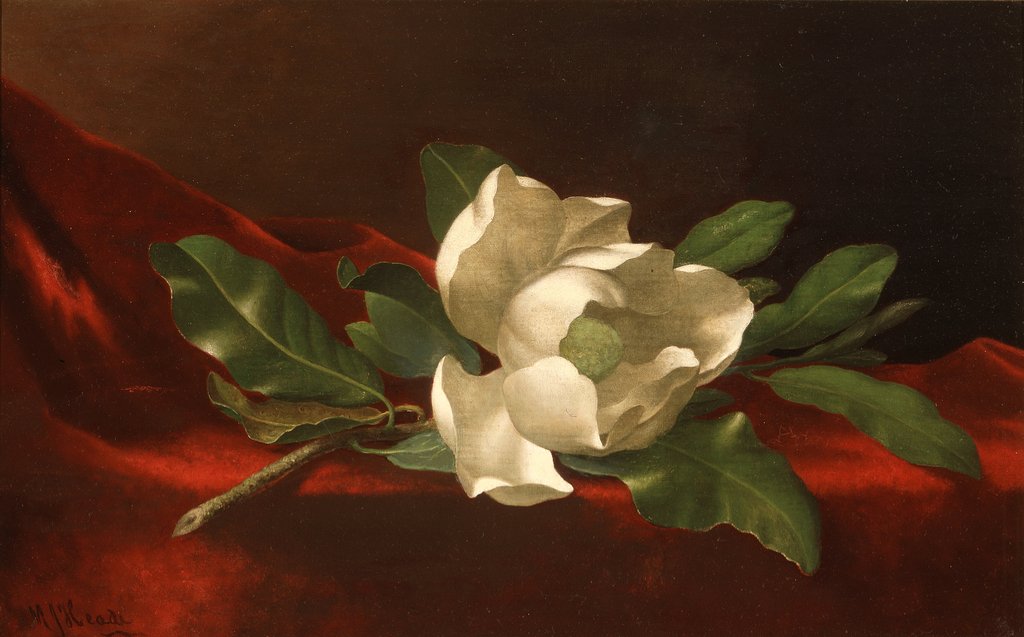 Detail of Magnolia, c.1885-95 by Martin Johnson Heade