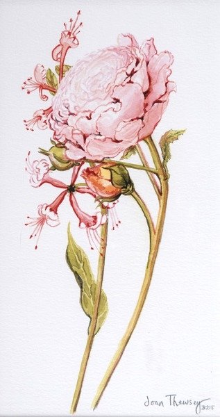 Detail of Pink Rose, Abraham Derby with Honeysuckle, 2008 by Joan Thewsey