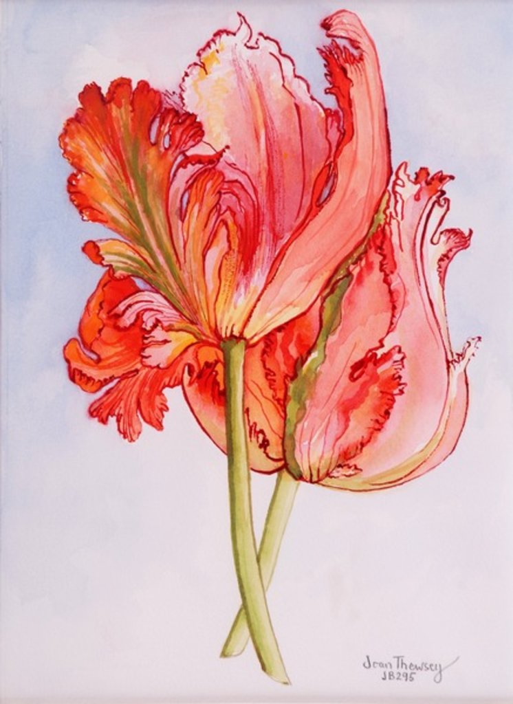 Detail of Two Frilled Tulips, 2000 by Joan Thewsey