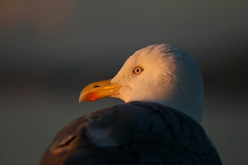 Detail of Herring Gull (Larus argentatus), Peel Breakwater by Shely Bryan