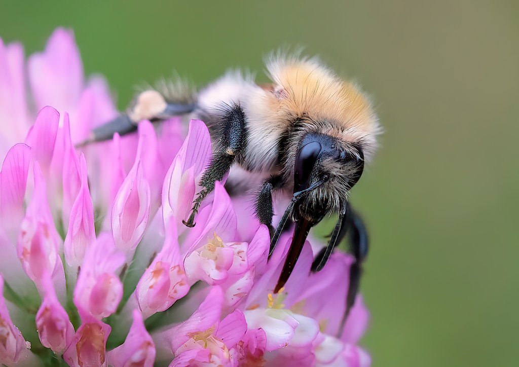 Detail of Bee at work by Andrea Thrussell