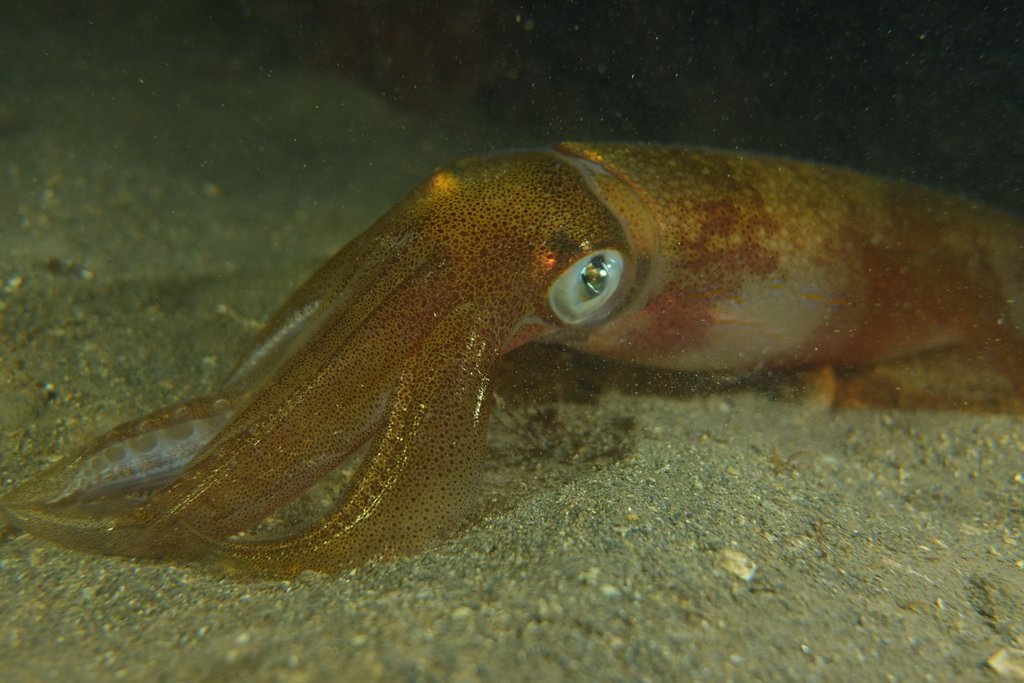 Detail of Curious squid by Kathryn Fowler