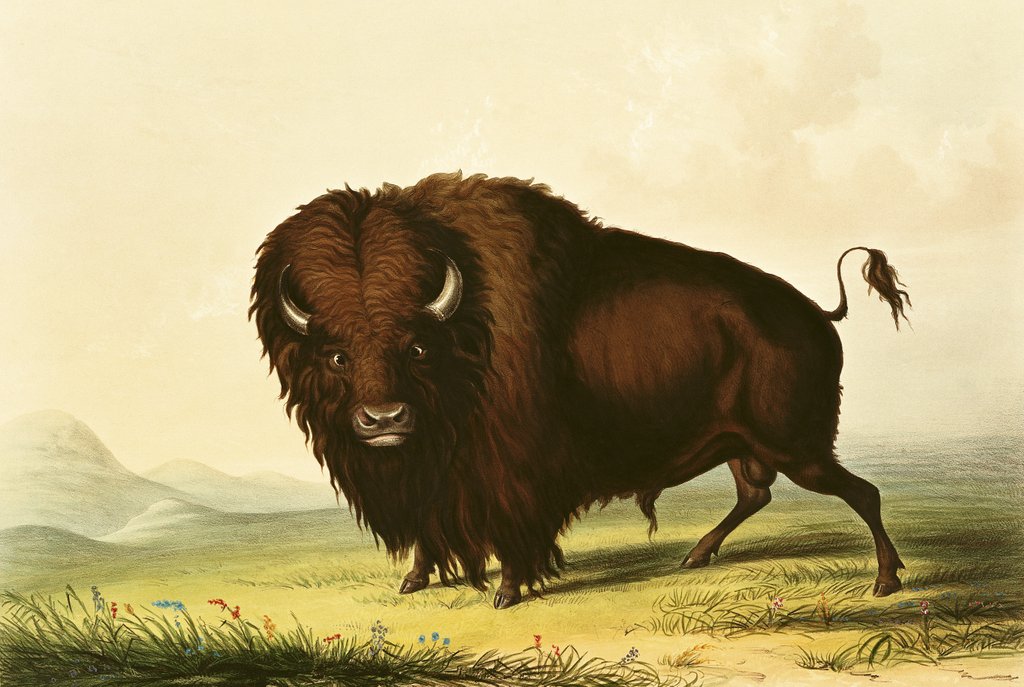 Detail of A Bison, c.1832 by George Catlin