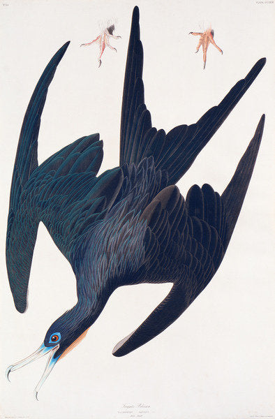 Detail of Frigate Penguin by John James Audubon