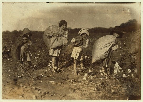 Detail of Edith 5 and Hughie 6 pick cotton all day, Alton 7 picks 50 pounds and Ruth 9 picks 75, at H.M. Lane's farm, Bells, Texas, 1913 by Lewis Wickes Hine