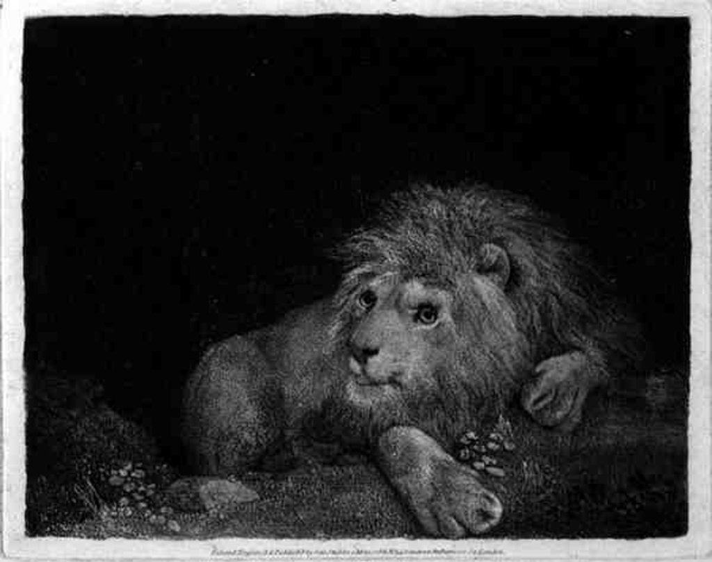 Detail of A Lion engraved by the artist, pub. 1788 by George Stubbs