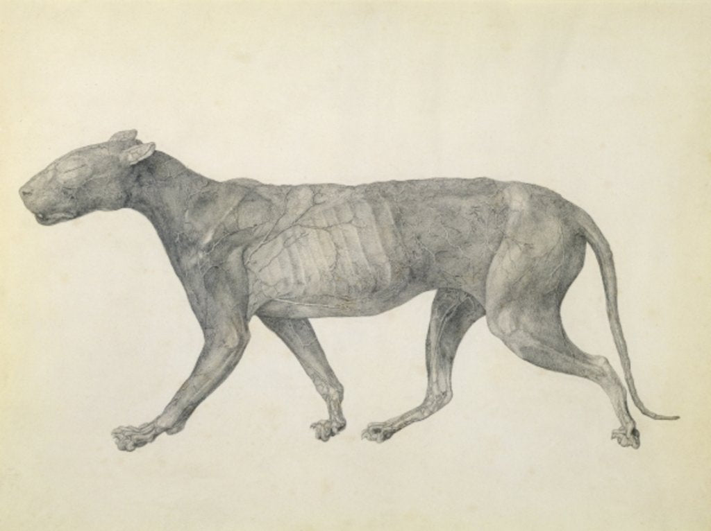 Detail of Tiger: Lateral View, with Skin and Tissue Removed by George Stubbs