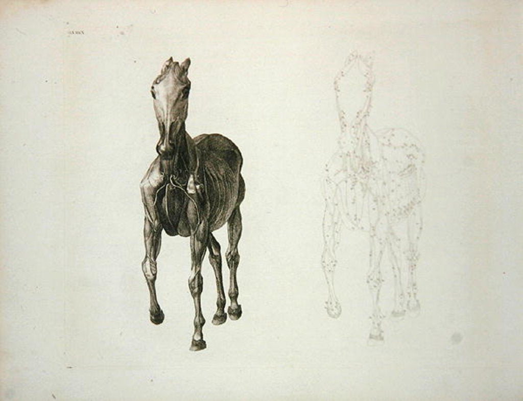 Detail of Tab. VIII by George Stubbs