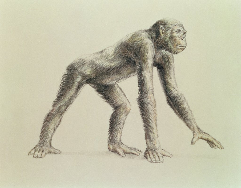 Detail of Dryopithecus Africanus by English School