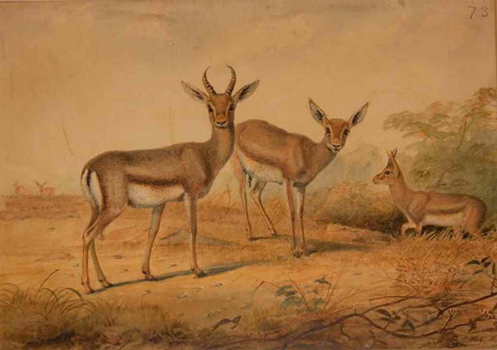 Detail of Persian Gazelle by Joseph Wolf