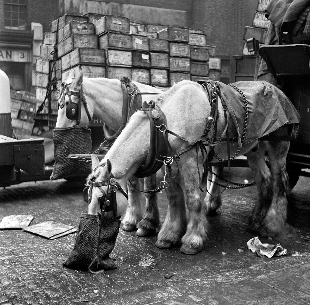 Detail of Billingsgate Fish Market 1954 by Bela Zola