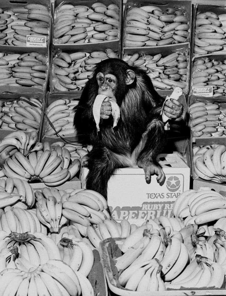 Detail of A Chimpanzee in Paradise by Staff