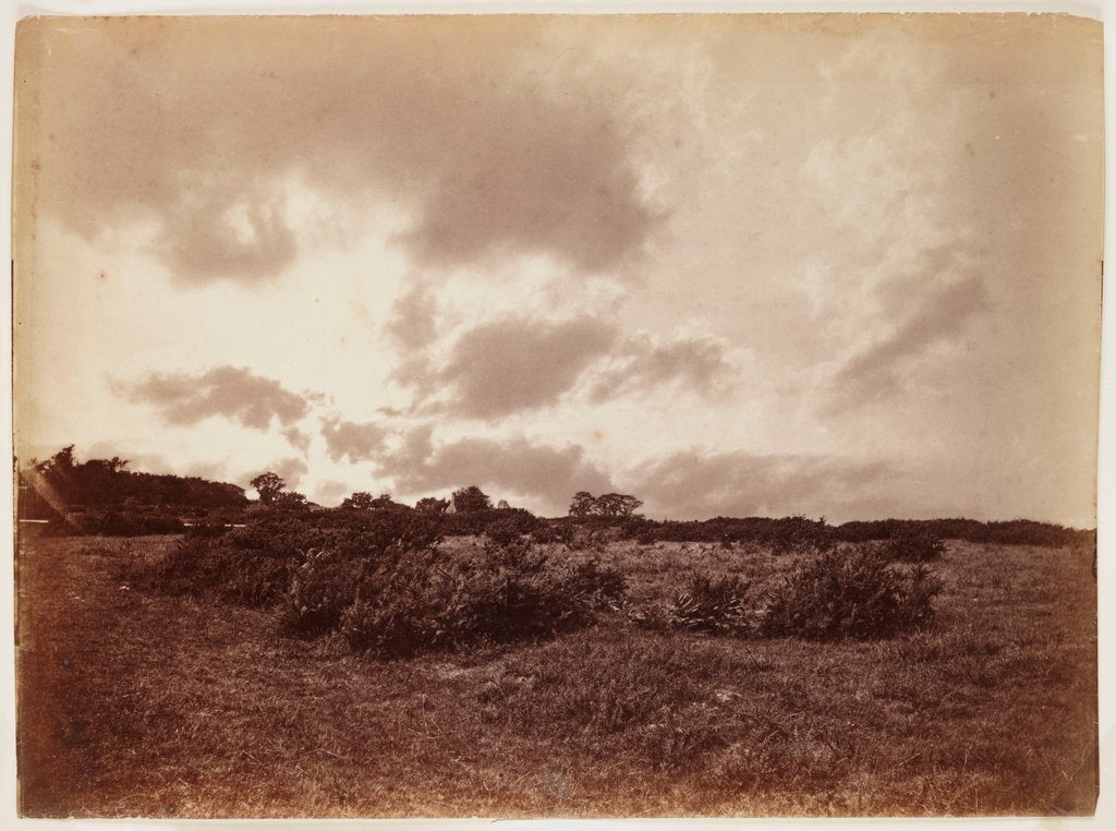 Detail of Landscape with gorse and bracken by Henry Peach Robinson