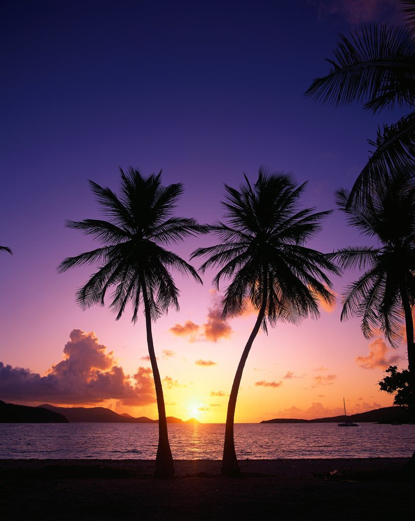 Detail of Twin Palms at Sunset by Corbis