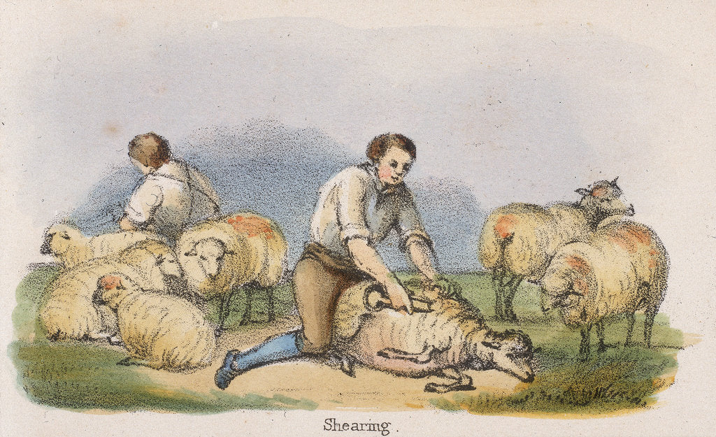 Detail of Shearing, c1845 by Benjamin Waterhouse Hawkins