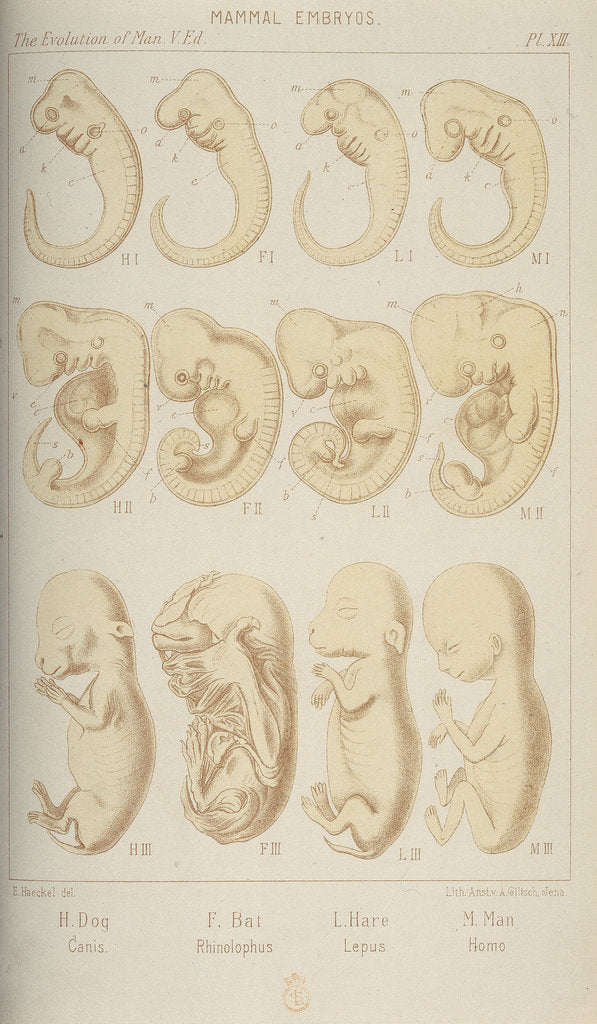 Detail of Mammal embryos, 1905 by Unknown