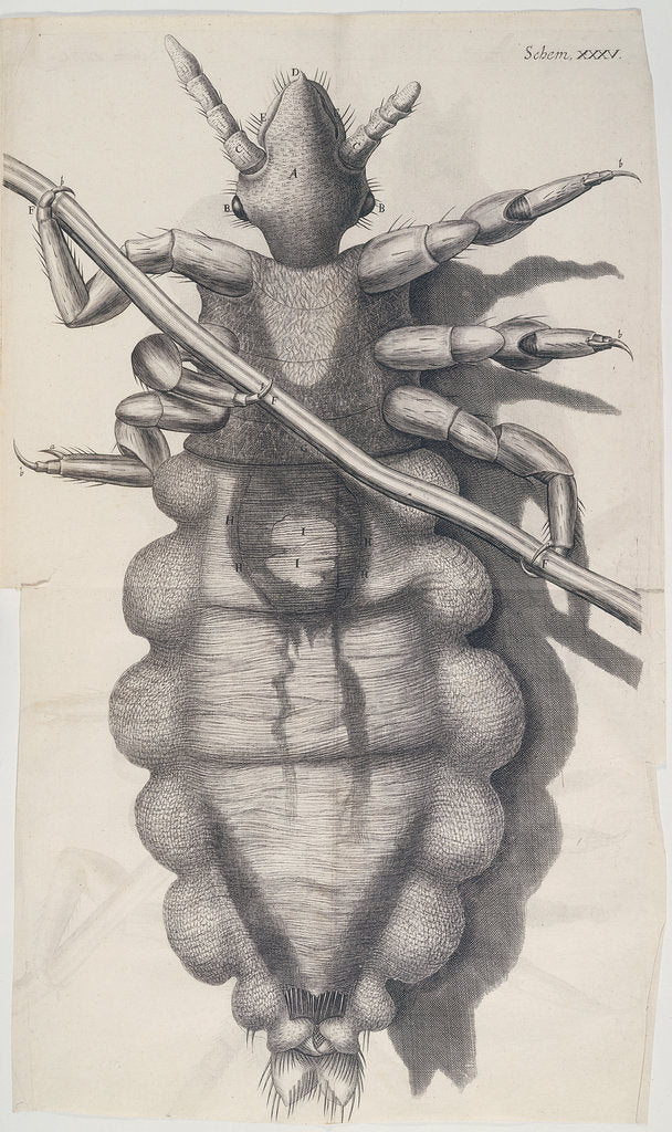 Detail of Louse clinging to a human hair in Hooke's Micrographia, 1665 by Unknown