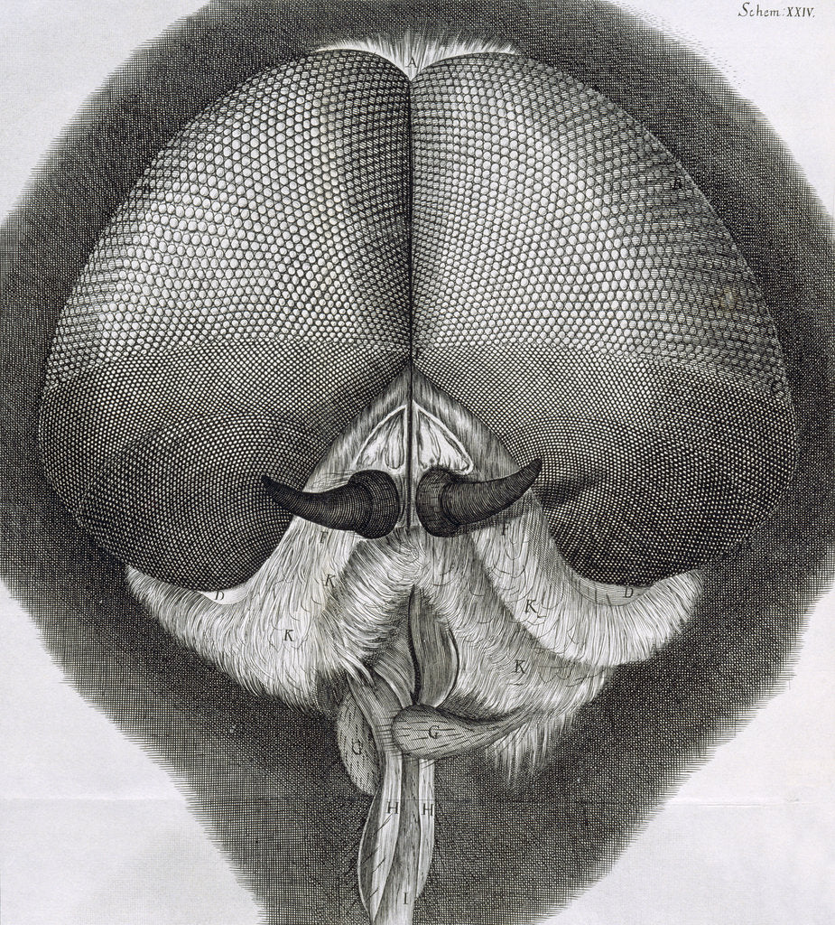 Detail of Grey drone-fly, observation XXXIX from Hooke's Micrographia, 1664 by Robert Hooke