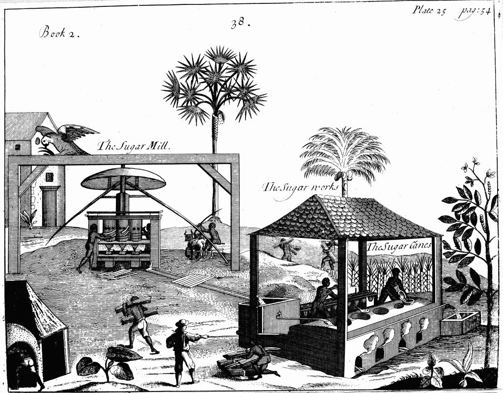 Detail of Slave labour on a sugar plantation in the West Indies, 1725 by Unknown