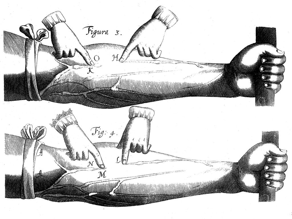 Detail of Circulation of the blood, 1628 by Unknown