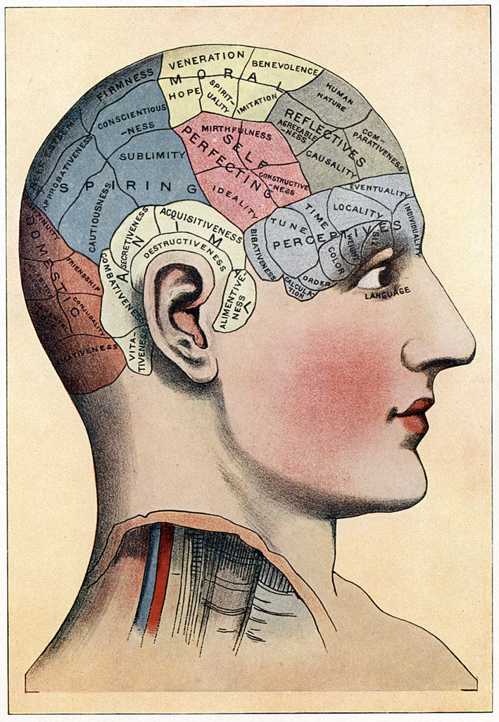 Detail of Phrenology chart, showing presumed areas of activity of the brain, c1920 by Unknown