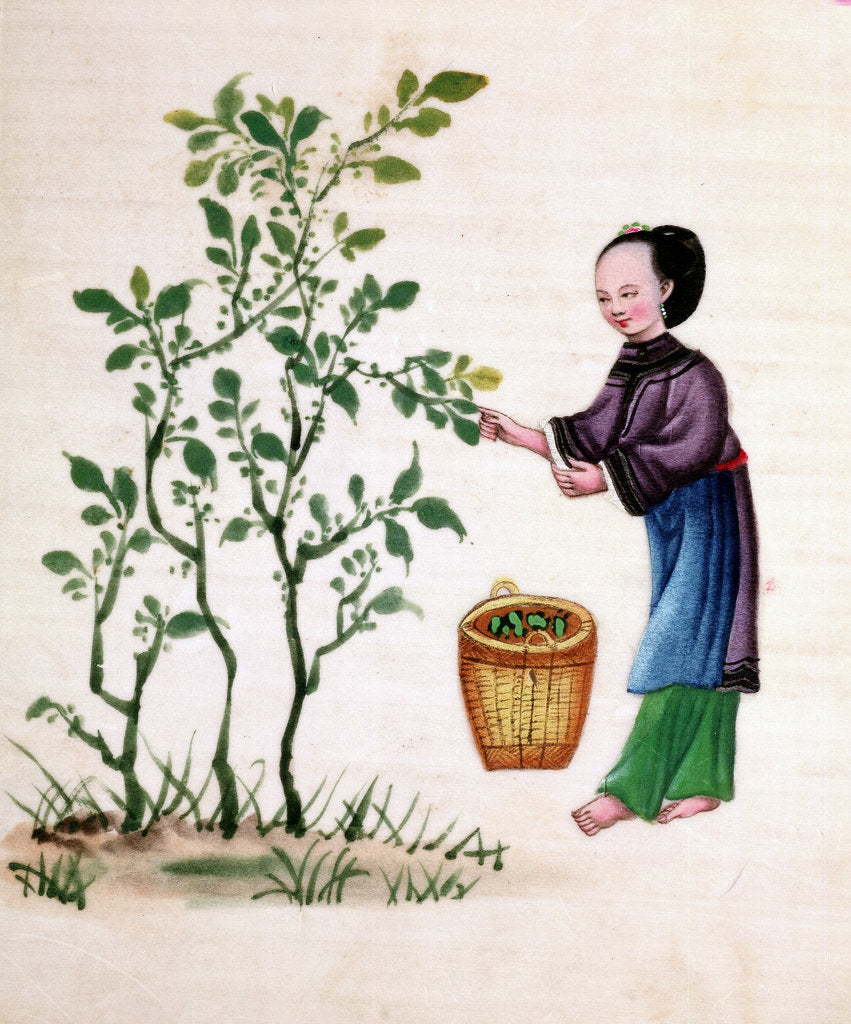 Detail of Gathering mulberry leaves to feed silkworms, 19th century by Unknown