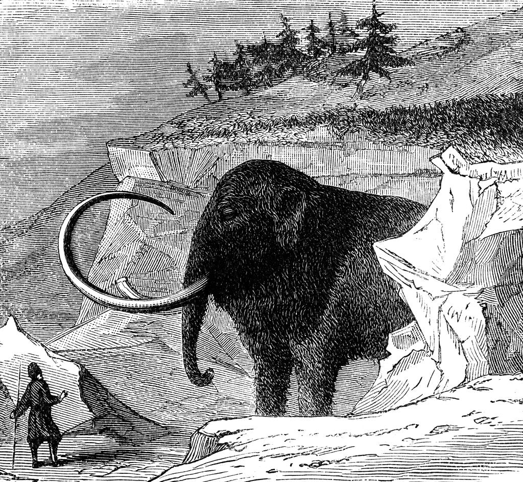 Detail of Discovery of a woolly mammoth, 1779 (c1870) by Unknown