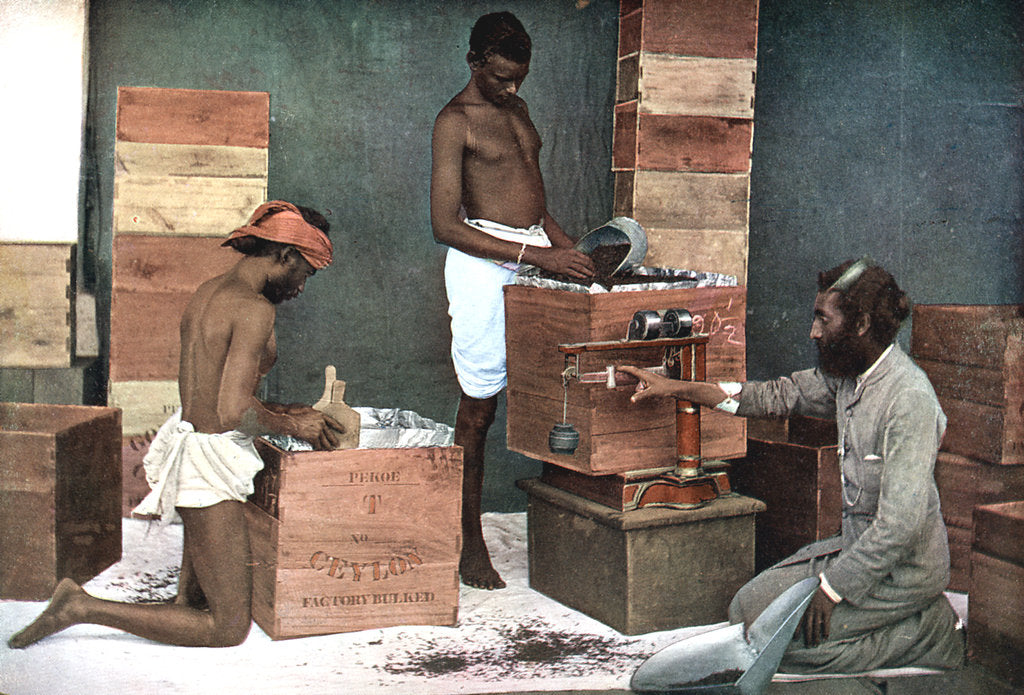 Detail of Packing and weighing tea for export on a Ceylon (Sri Lanka) estate, 1905 by Unknown