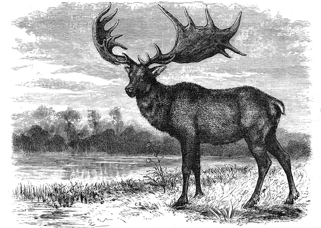 Detail of Reconstruction of the Irish elk (Megaloceros), c1880 by Unknown