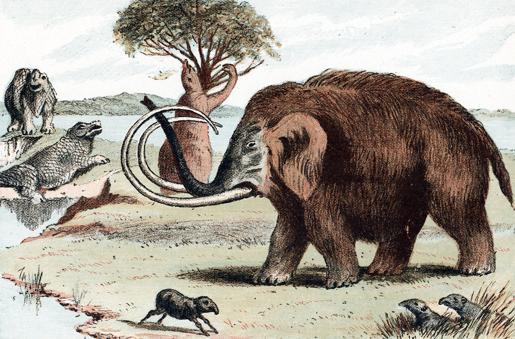 Detail of Woolly mammoth (Mammuthus), 1892 by Unknown