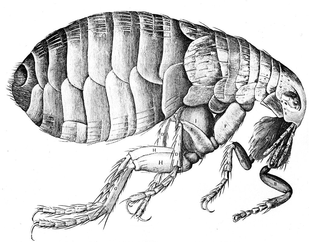 Detail of Flea, wingless bloodsucking parasitic insect, 1665 by Unknown