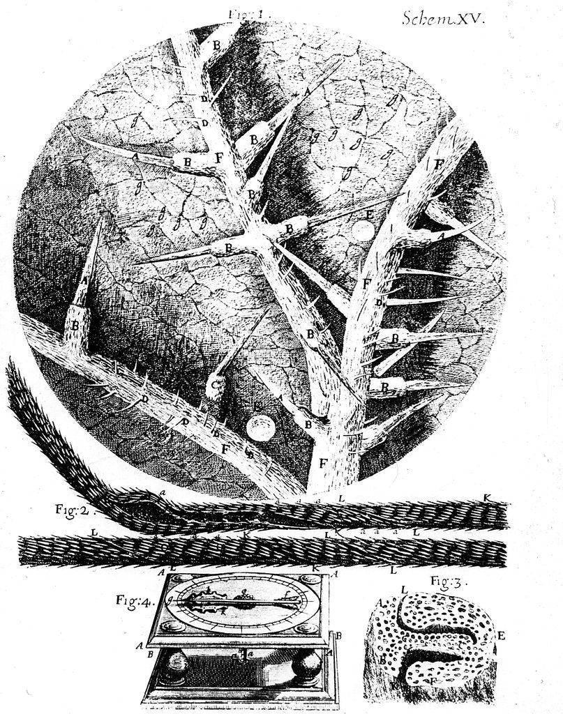 Detail of Illustrations from English microscopist Robert Hooke's Micrographia, 1665 by Unknown