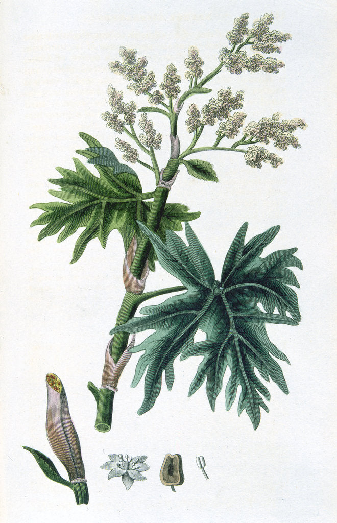 Detail of Rhubarb, 1823 by Unknown