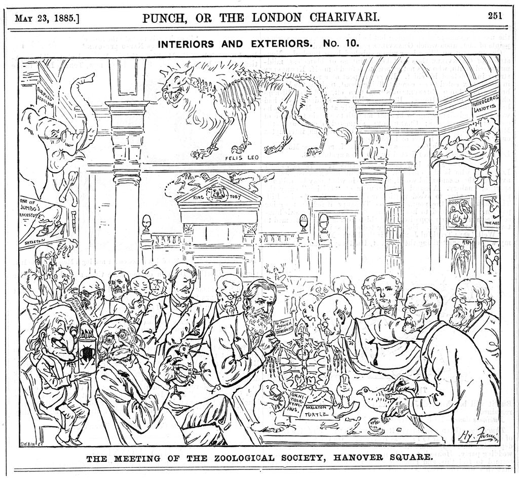 Detail of The Meeting of the (Royal) Zoological Society, Hanover Square, London, 1885 by Harry Furniss