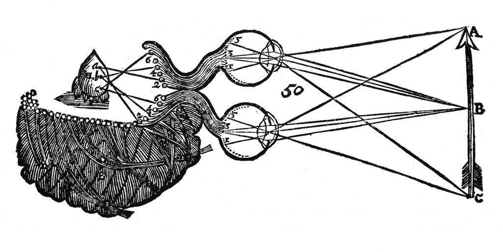 Detail of Rene Descartes' idea of vision, showing the function of the eye, optic nerve and brain, 1692 by Unknown