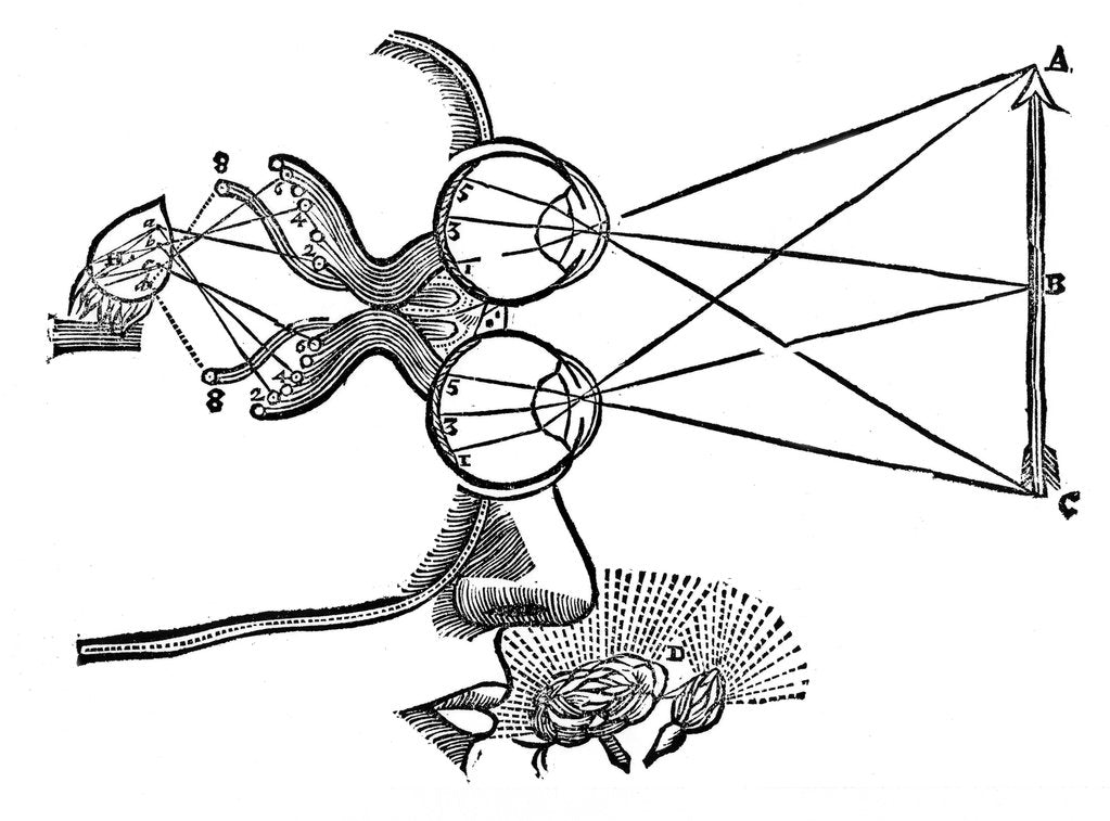 Detail of Rene Descartes' illustration of the co-ordination of the senses, 1692 by Unknown