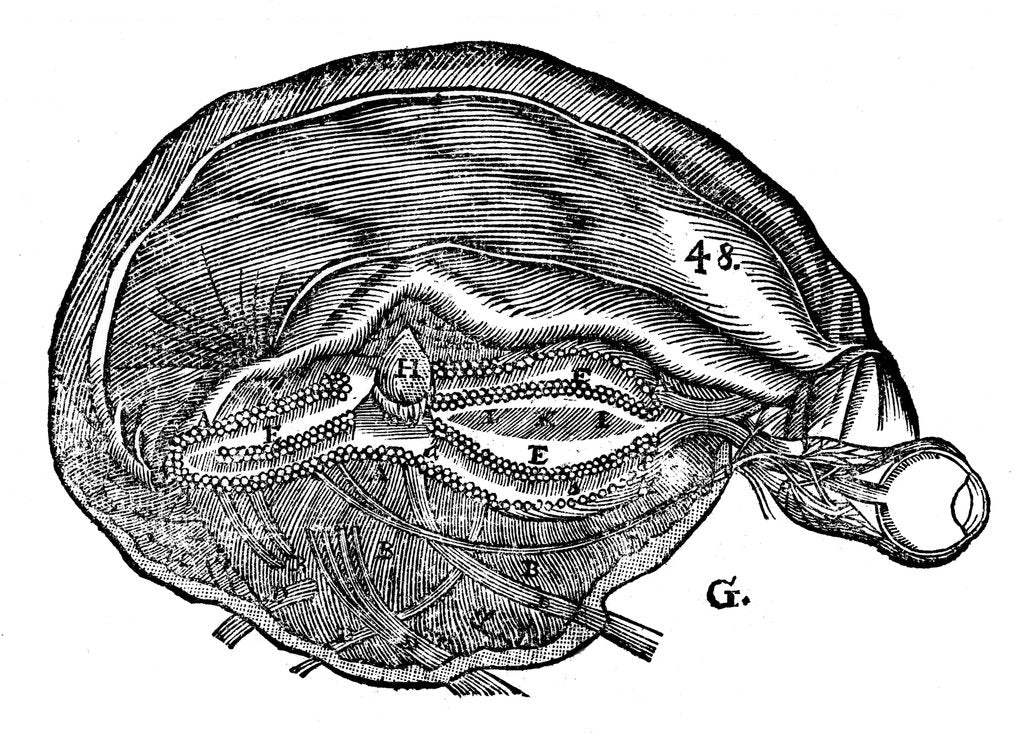 Detail of Rene Descartes' diagram of the human brain and eye, 1692 by Unknown