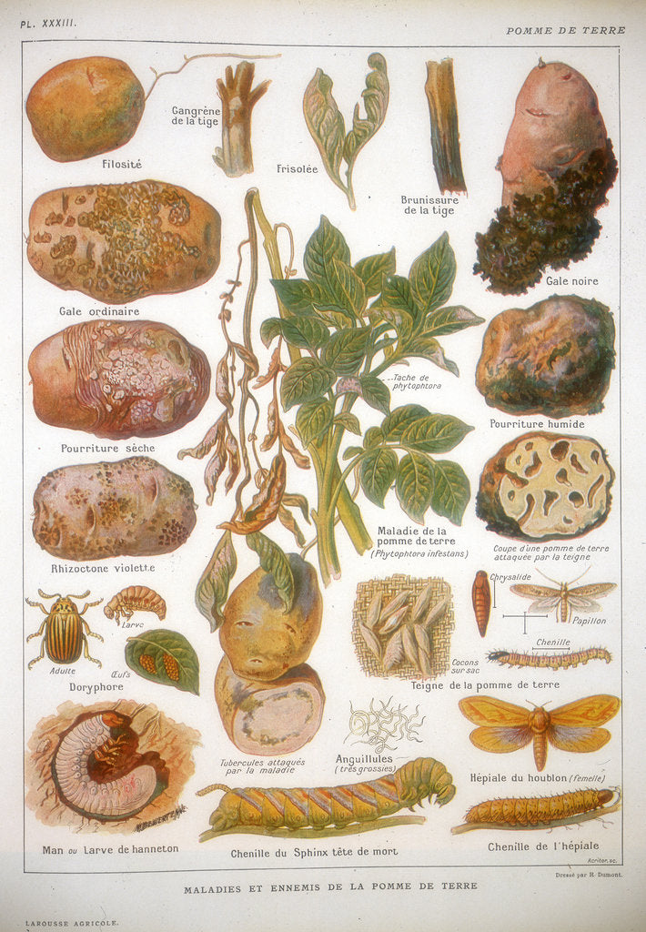 Detail of Diseases of the potato, c1920 by Unknown