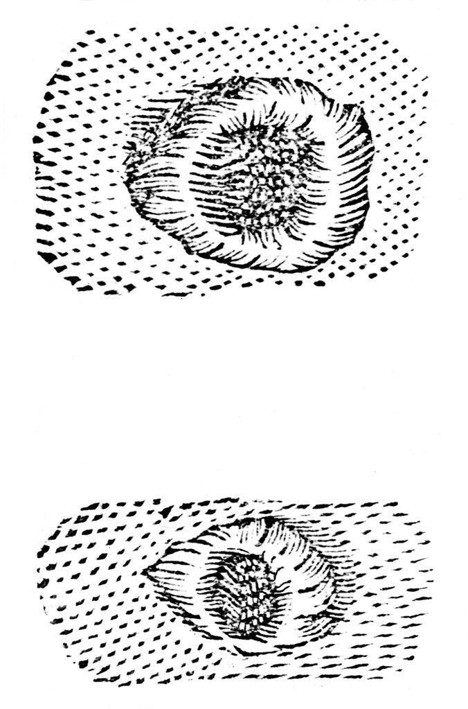 Detail of Galileo's drawing of lunar craters, 1611, (c1655) by Unknown