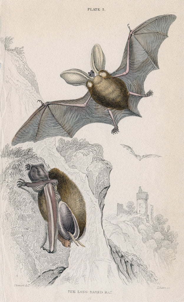 Detail of Long-eared bat (Plectorus auritus), 1828 by Unknown