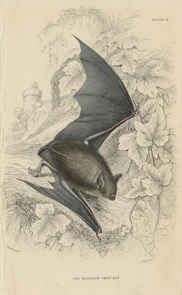 Detail of Natterer's bat (Myotis nattereri), 1828 by Unknown