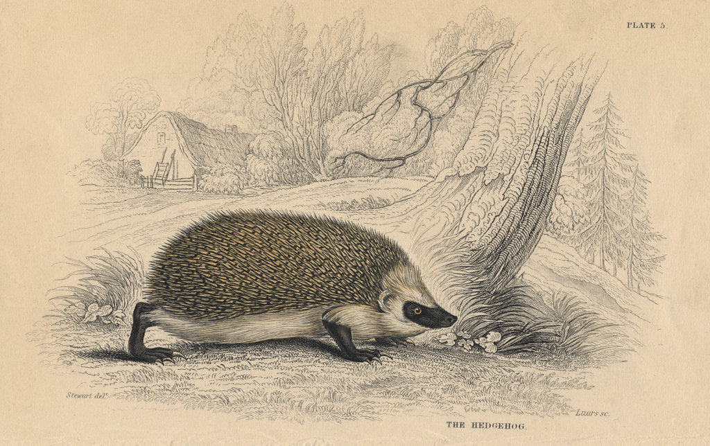 Detail of Hedgehog (Erinaceus europeas), 1828 by Unknown