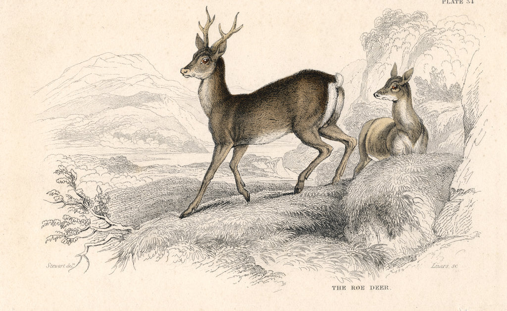 Detail of Roe deer (Capreolus capreolus), Eurasian species of deer, 1828 by Unknown