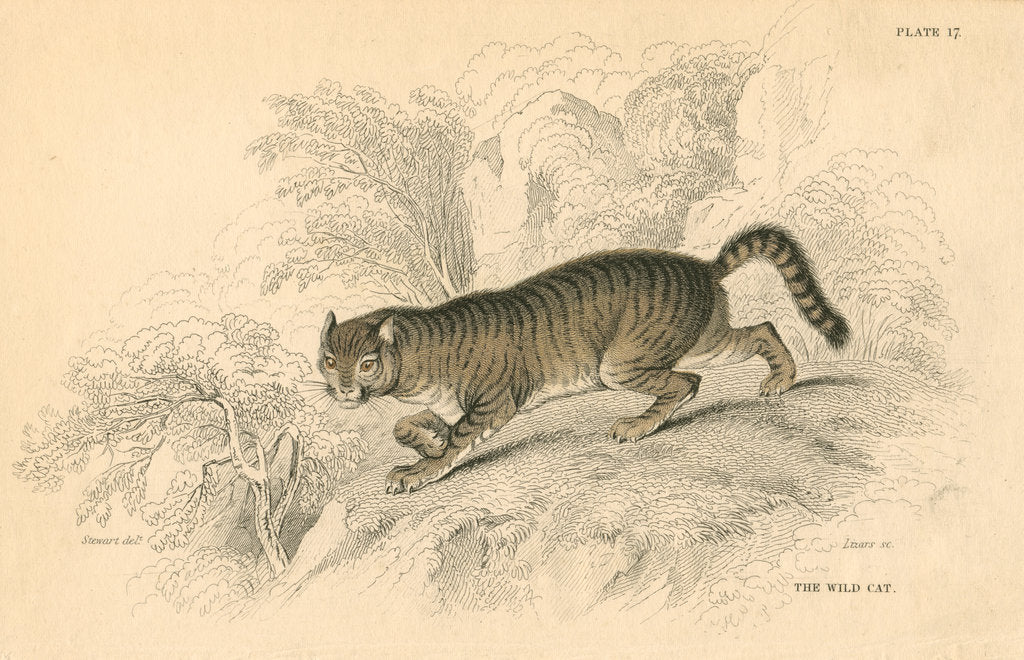 Detail of European wild cat (Felis silvestris), 1828 by Unknown