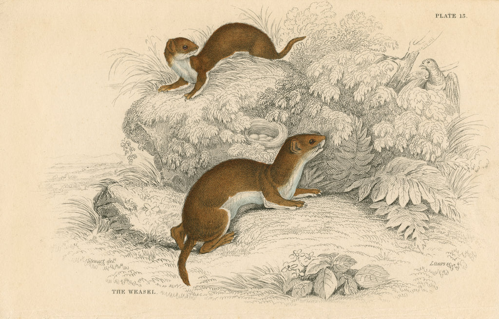 Detail of Weasel (Putorius nivalis/Mustela vulgaris), the smallest European carnivore, 1828 by Unknown